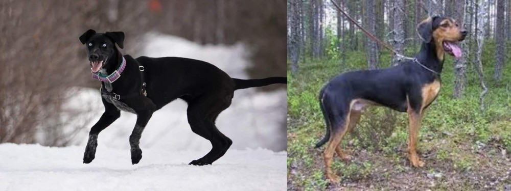 Greek Harehound vs Eurohound - Breed Comparison