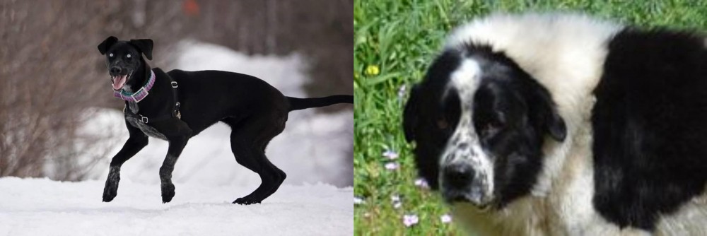 Greek Sheepdog vs Eurohound - Breed Comparison