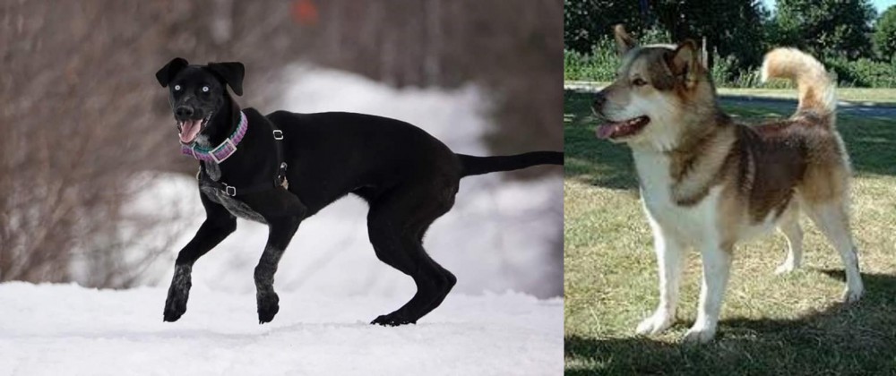 Greenland Dog vs Eurohound - Breed Comparison