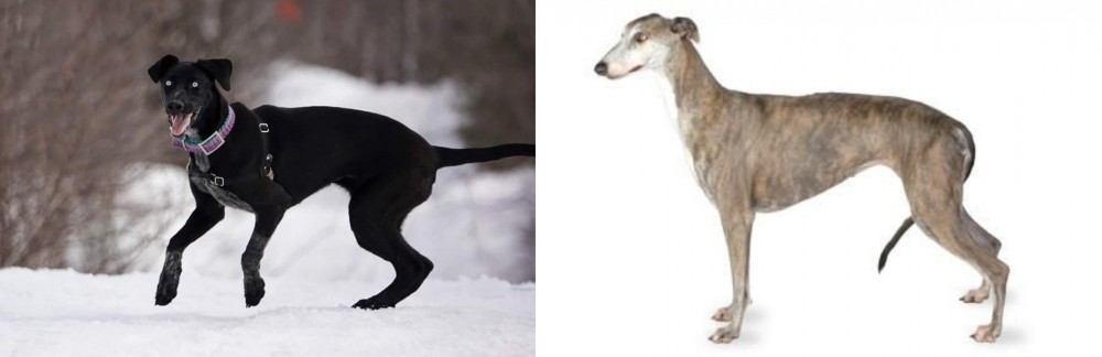 Greyhound vs Eurohound - Breed Comparison