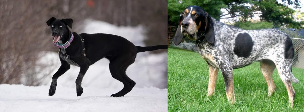Griffon Bleu de Gascogne vs Eurohound - Breed Comparison