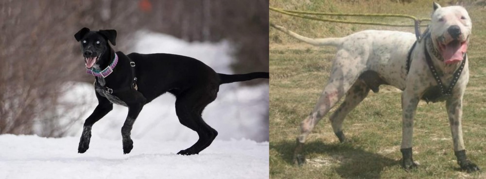 Gull Dong vs Eurohound - Breed Comparison