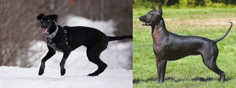Hairless Khala vs Eurohound - Breed Comparison