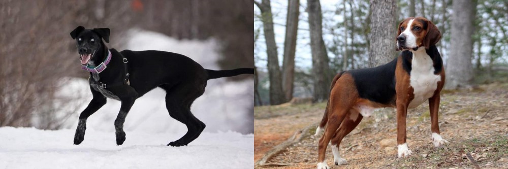 Hamiltonstovare vs Eurohound - Breed Comparison