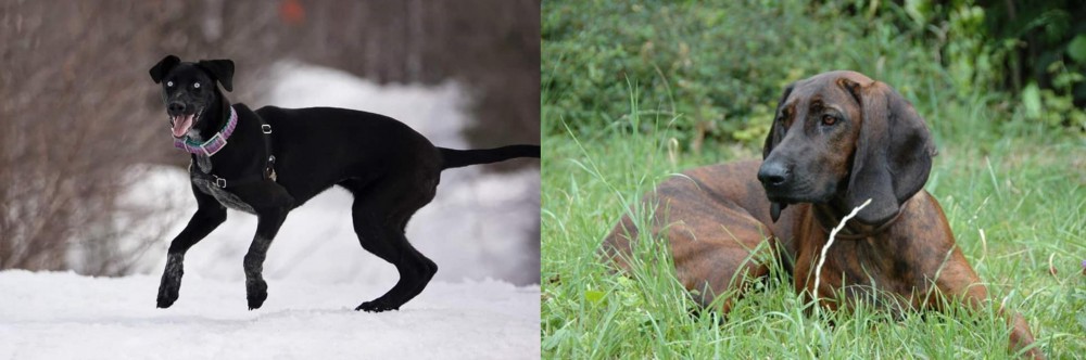 Hanover Hound vs Eurohound - Breed Comparison