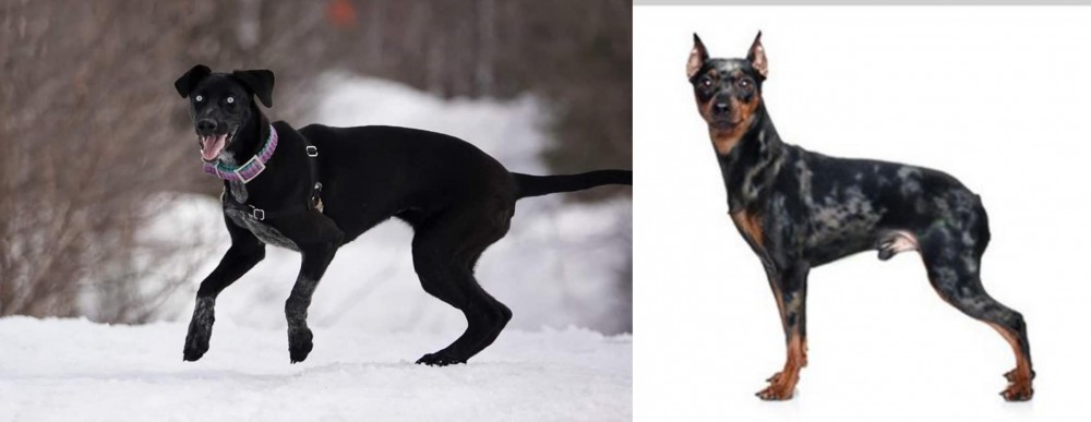 Harlequin Pinscher vs Eurohound - Breed Comparison