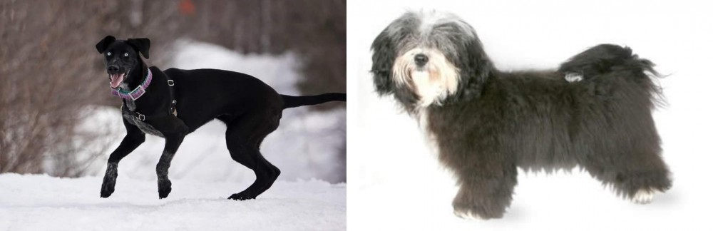 Havanese vs Eurohound - Breed Comparison