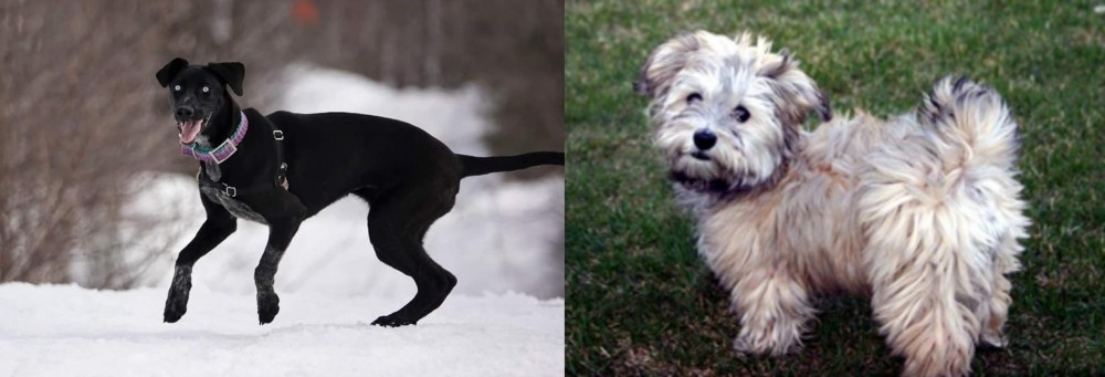 Havapoo vs Eurohound - Breed Comparison