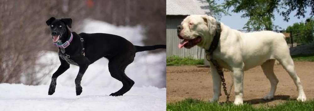 Hermes Bulldogge vs Eurohound - Breed Comparison