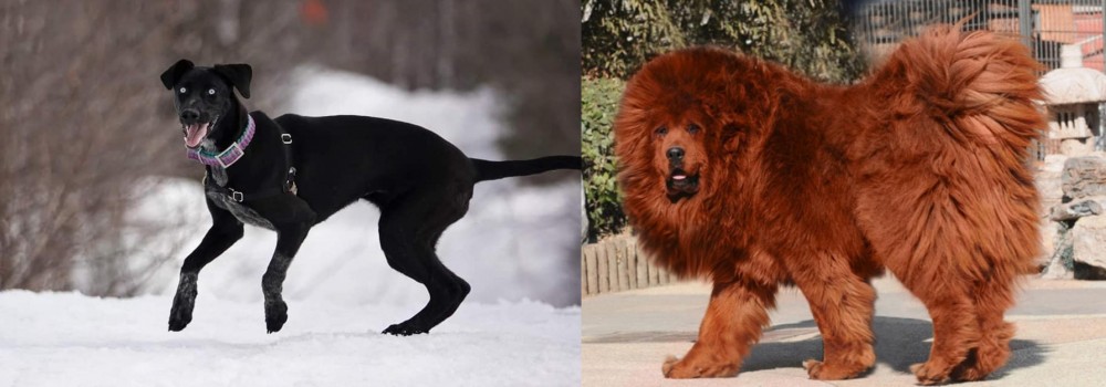 Himalayan Mastiff vs Eurohound - Breed Comparison