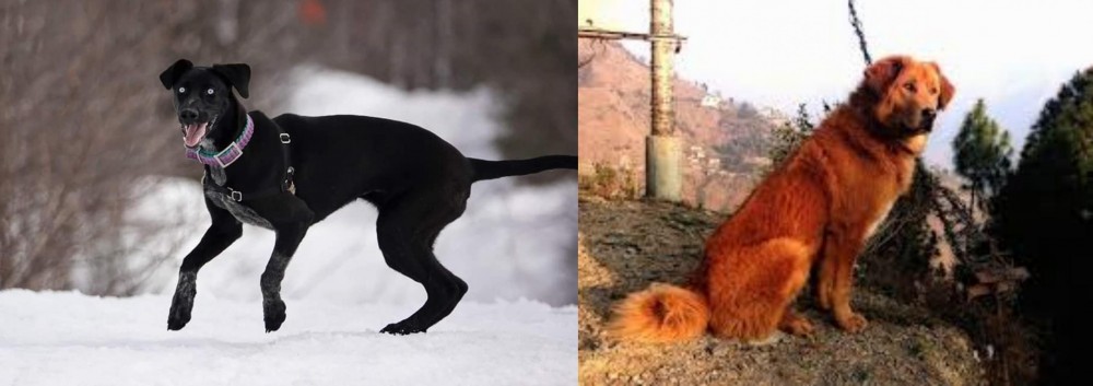Himalayan Sheepdog vs Eurohound - Breed Comparison