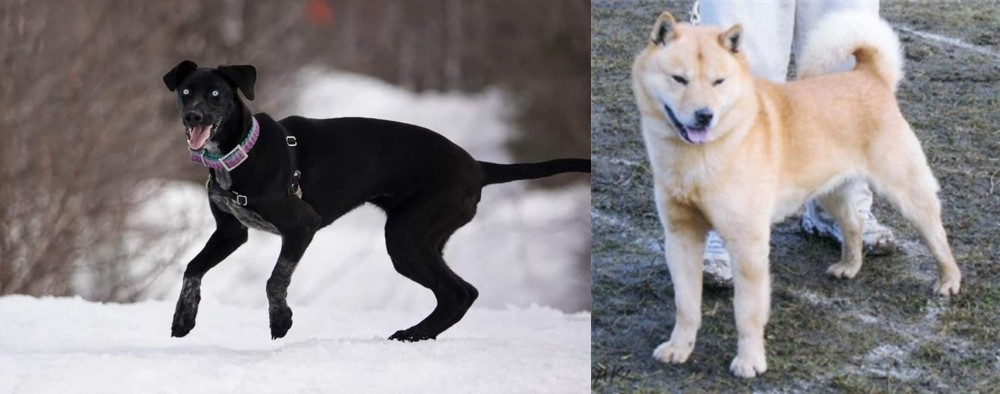 Hokkaido vs Eurohound - Breed Comparison