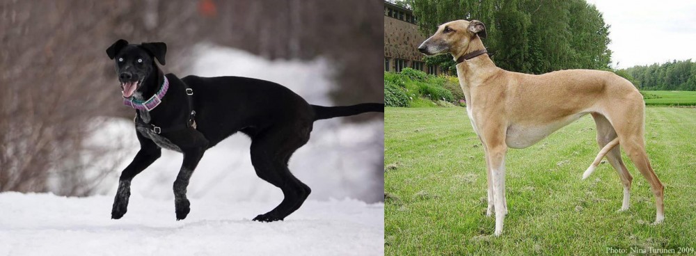 Hortaya Borzaya vs Eurohound - Breed Comparison