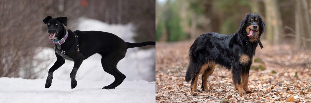 Hovawart vs Eurohound - Breed Comparison