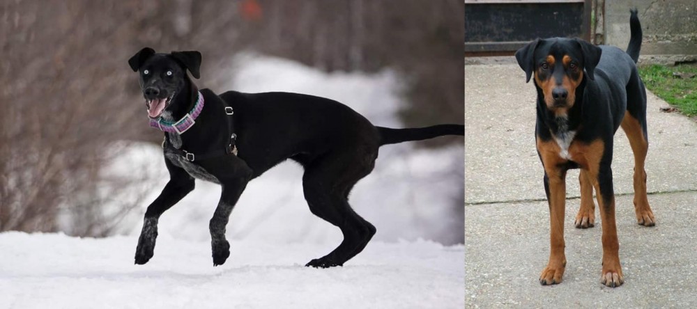 Hungarian Hound vs Eurohound - Breed Comparison