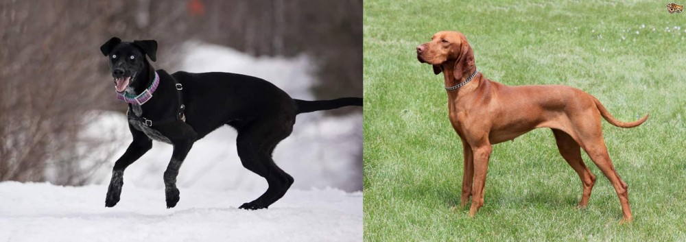 Hungarian Vizsla vs Eurohound - Breed Comparison