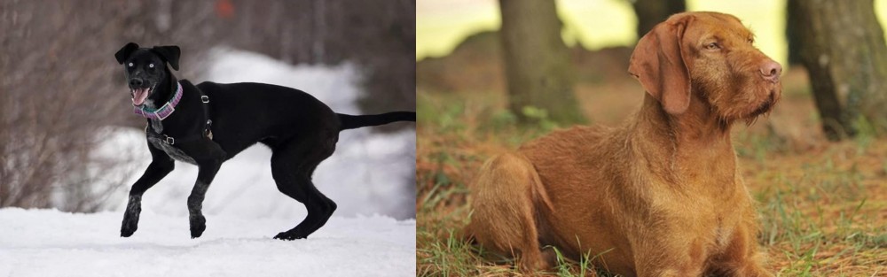 Hungarian Wirehaired Vizsla vs Eurohound - Breed Comparison