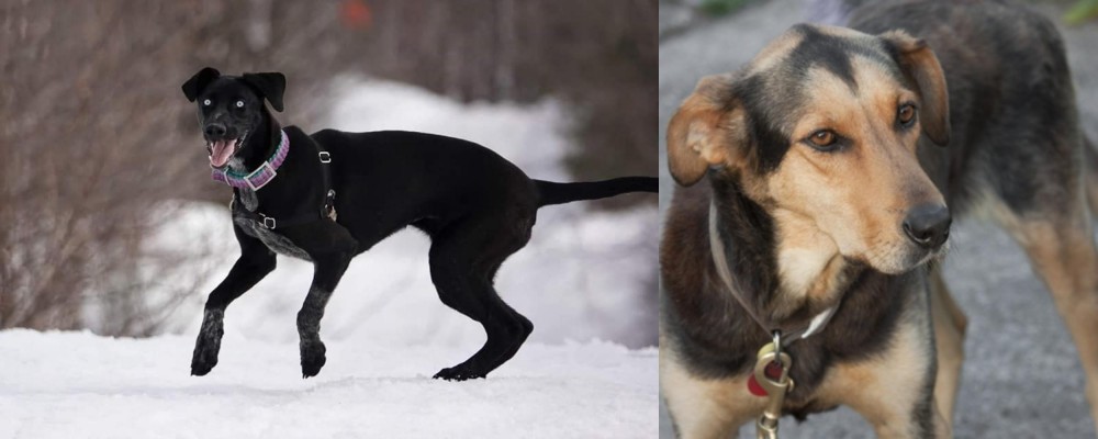 Huntaway vs Eurohound - Breed Comparison