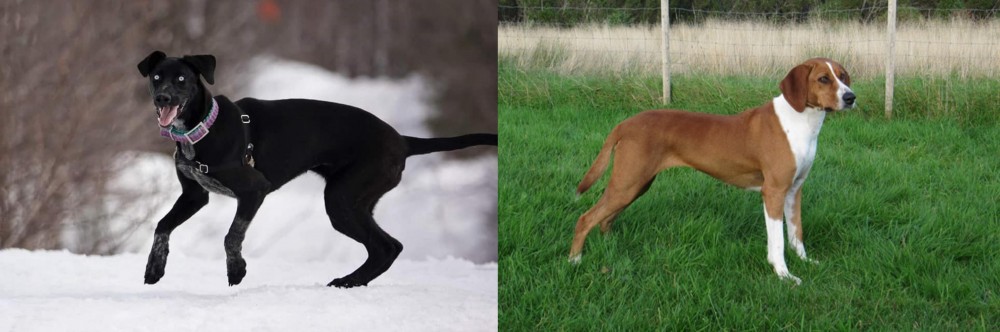 Hygenhund vs Eurohound - Breed Comparison