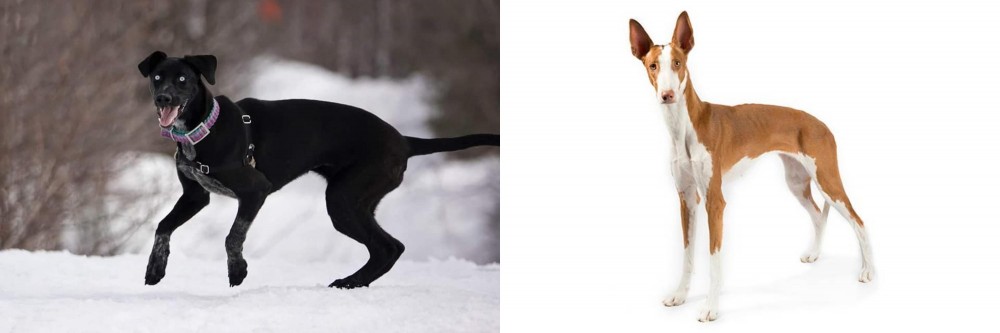 Ibizan Hound vs Eurohound - Breed Comparison