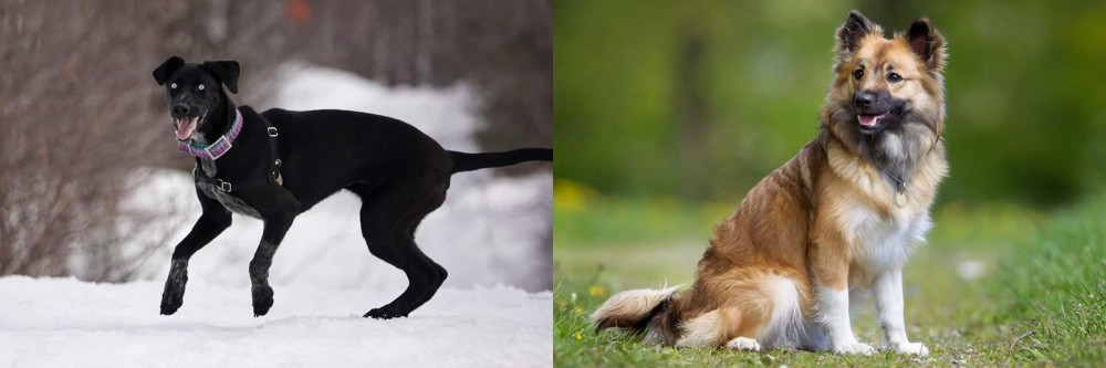 Icelandic Sheepdog vs Eurohound - Breed Comparison