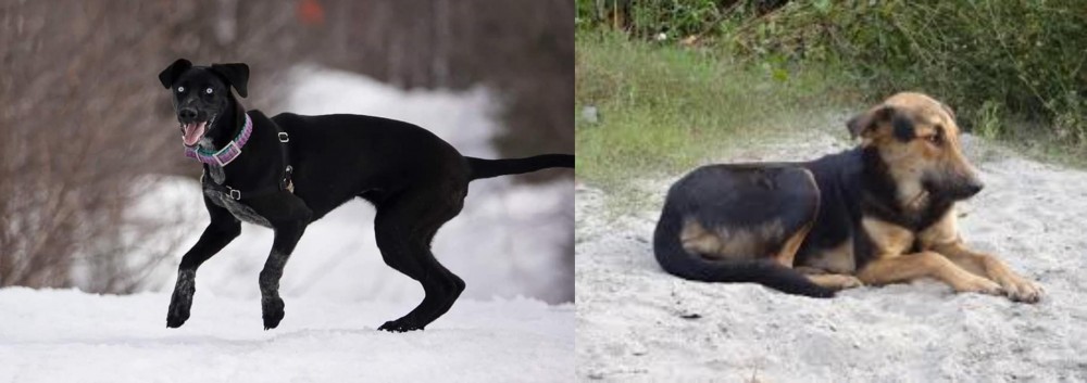 Indian Pariah Dog vs Eurohound - Breed Comparison