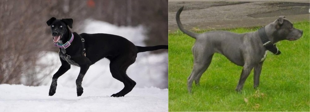 Irish Bull Terrier vs Eurohound - Breed Comparison