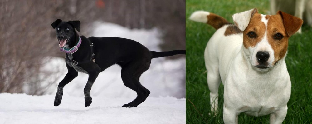 Irish Jack Russell vs Eurohound - Breed Comparison