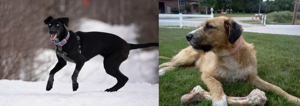 Irish Mastiff Hound vs Eurohound - Breed Comparison
