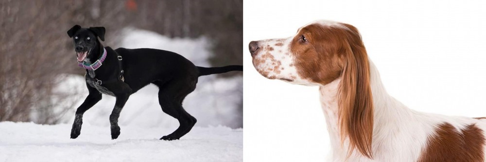 Irish Red and White Setter vs Eurohound - Breed Comparison