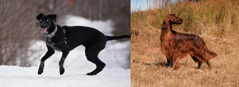 Irish Setter vs Eurohound - Breed Comparison