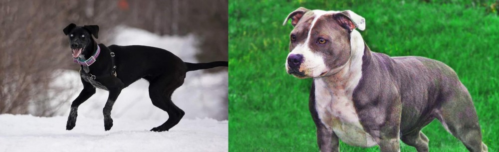 Irish Staffordshire Bull Terrier vs Eurohound - Breed Comparison