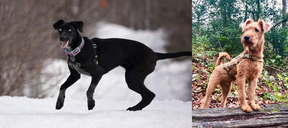 Irish Terrier vs Eurohound - Breed Comparison