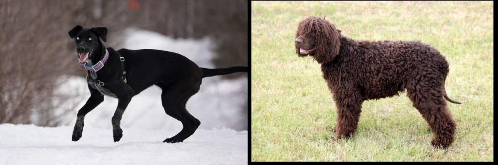 Irish Water Spaniel vs Eurohound - Breed Comparison