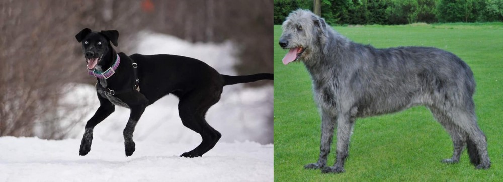 Irish Wolfhound vs Eurohound - Breed Comparison