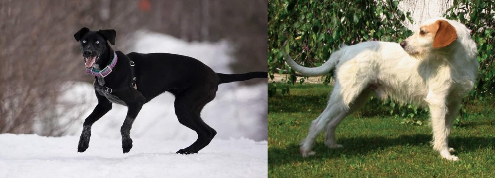 Istarski Ostrodlaki Gonic vs Eurohound - Breed Comparison