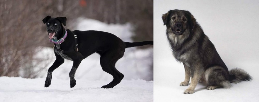 Istrian Sheepdog vs Eurohound - Breed Comparison