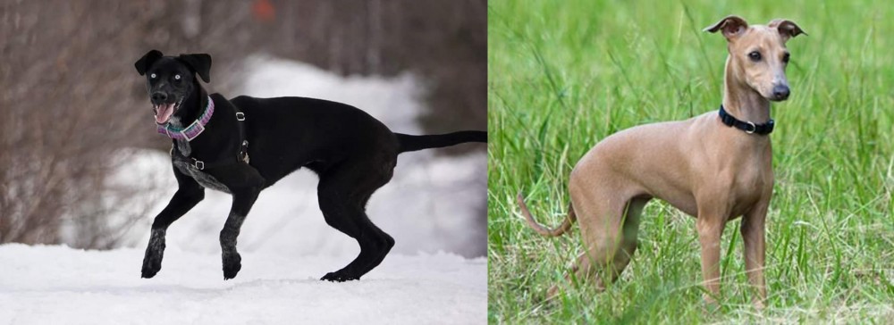 Italian Greyhound vs Eurohound - Breed Comparison