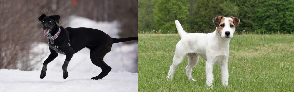 Jack Russell Terrier vs Eurohound - Breed Comparison
