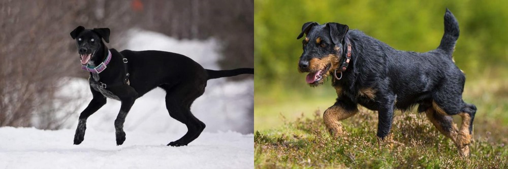 Jagdterrier vs Eurohound - Breed Comparison