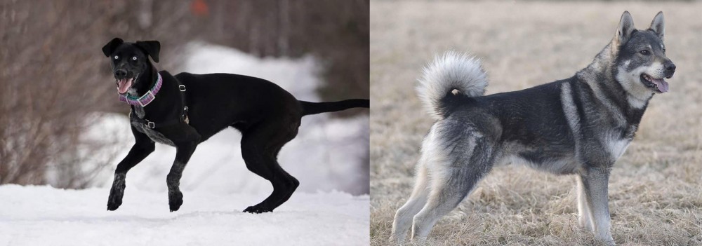 Jamthund vs Eurohound - Breed Comparison