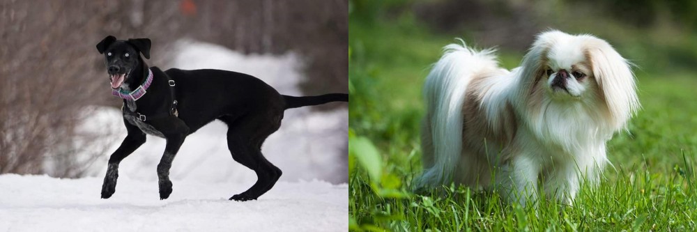 Japanese Chin vs Eurohound - Breed Comparison