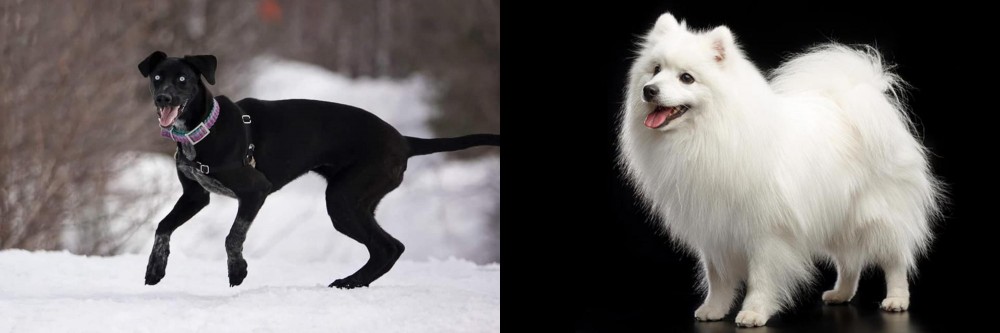 Japanese Spitz vs Eurohound - Breed Comparison