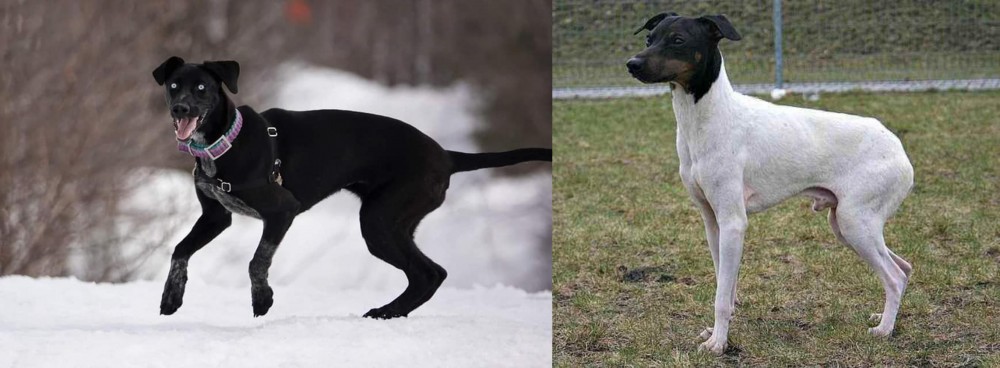 Japanese Terrier vs Eurohound - Breed Comparison