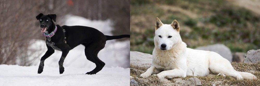 Jindo vs Eurohound - Breed Comparison