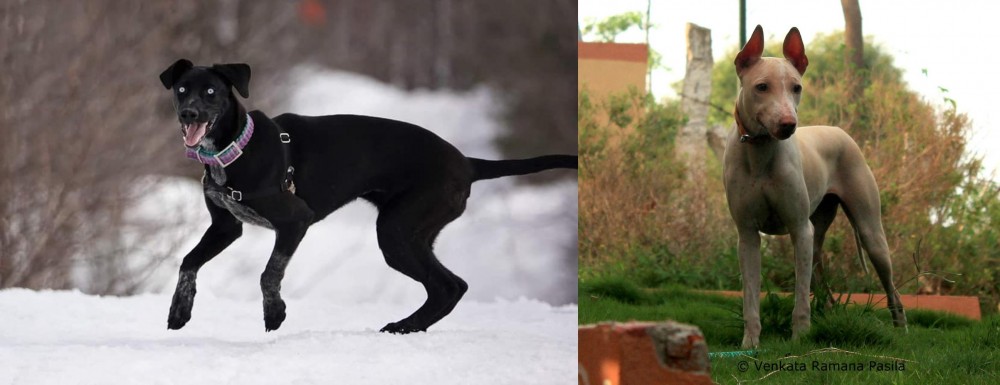 Jonangi vs Eurohound - Breed Comparison