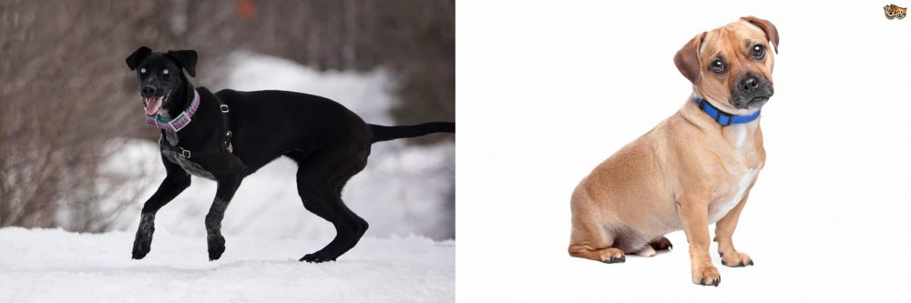 Jug vs Eurohound - Breed Comparison