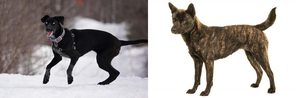 Kai Ken vs Eurohound - Breed Comparison
