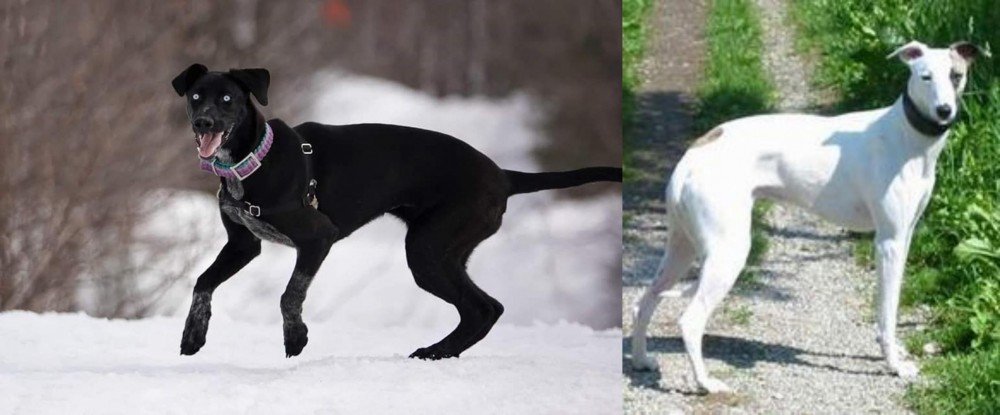 Kaikadi vs Eurohound - Breed Comparison