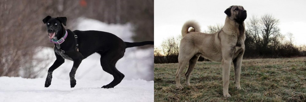 Kangal Dog vs Eurohound - Breed Comparison